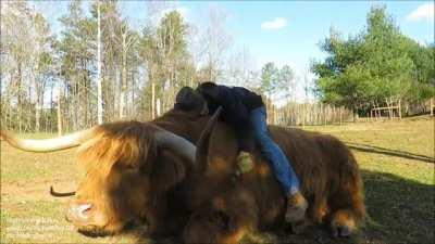 Gentle giant loves brushing