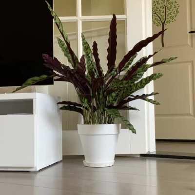 A Timelapse of my plant moving