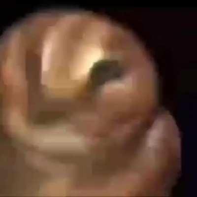 shrimps are pretty rich