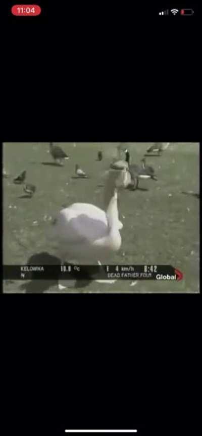 Pelican Mains are honestly so op in the current aquatic birds meta. Thankfully devs patching in next update.