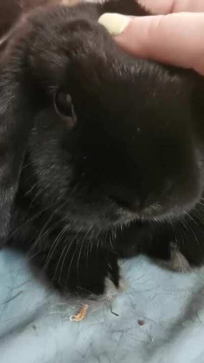 Someone wanted little head pats on her terms. Pet her body you get a nip. Pet her head you she lays there forever