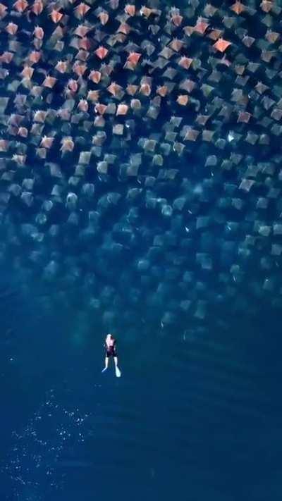 🔥 This stunning overhead view of a massive stingray migration in Baja