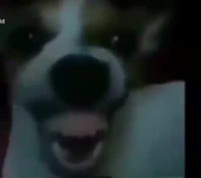 LowQualityMemes - Video #8771