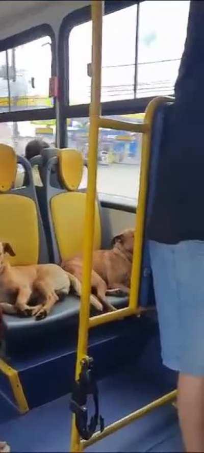 Os caramelos de Curitiba tem classe 