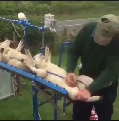 Мне нужна эта машина, чтобы стричь когти моей собаке!