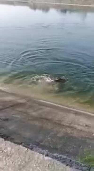 A boar fights back against an attacking crocodile as it was crossing the Narmada River in India. The boar continues swimming alongside the river and the crocodile heads back to the other side.