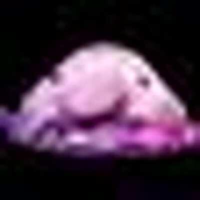 Blobfish