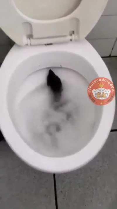 O cara pariu um tronco