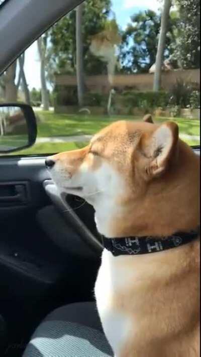 doggo vibin to tryna get down 😳 (oc)