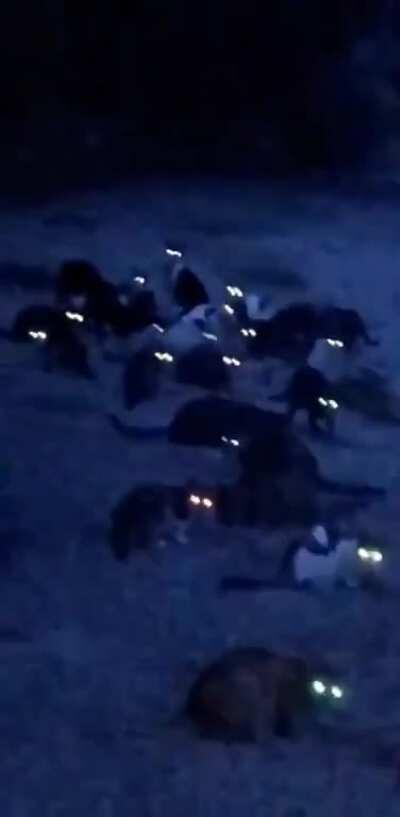 Why can't walking back home be normal?