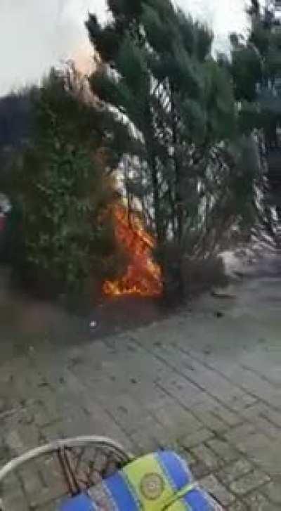 Fire and plants never mix well