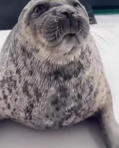 Winkus house found out about the concept of war