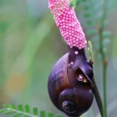 Golden Apple Snail laying eggs