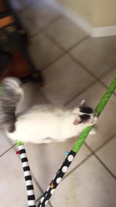 This is Meow Meow, my little apex predator. No stuffed animal, paper ball, or piece of left out food is safe when she’s on the prowl...