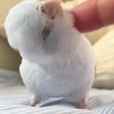 There are multiple spots that need scritching but you only got da one finger