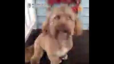 Christmas isn't that bad mf when the