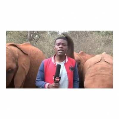 The elephant approves of his message to stop poaching