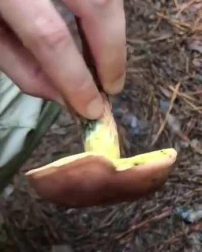 🔥 Oxidation at its best