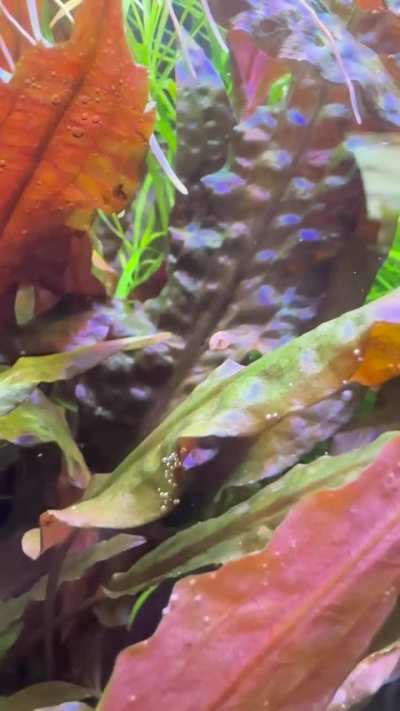 The tiniest parasnailer