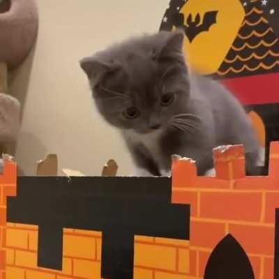 this might be the most perfect gentleman I have ever seen