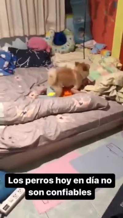 Собака, говоришь, друг человека?