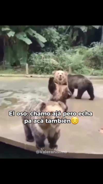 BeelcitosMemes - Video #5895