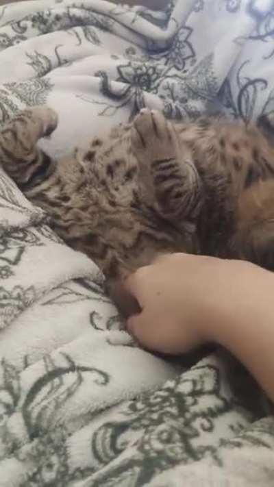 А ты погладил своего Кота?