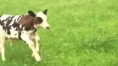 6 Week Old Baby Cow