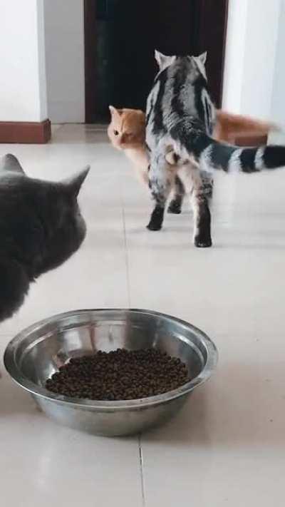 Chaos the kitten incoming...