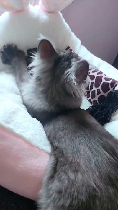 First time poster. Here is my XL kitten making XL biscuits.