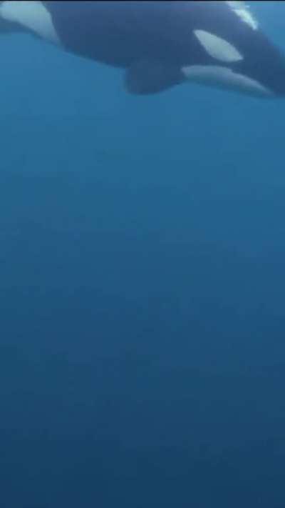 A close encounter with an Orca