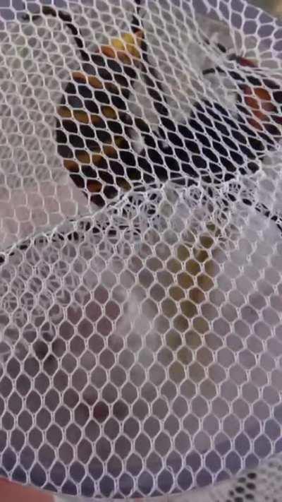 Asian hornet ain't gonna have none of that!