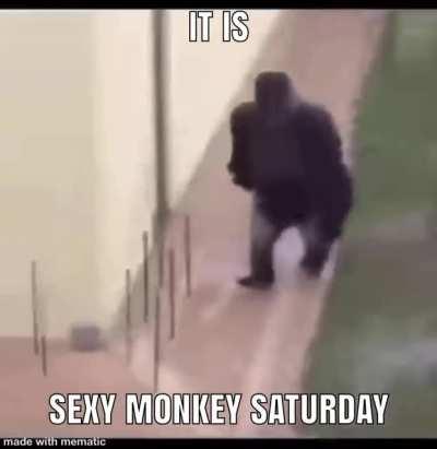 Sexy monkey saturday is upon us