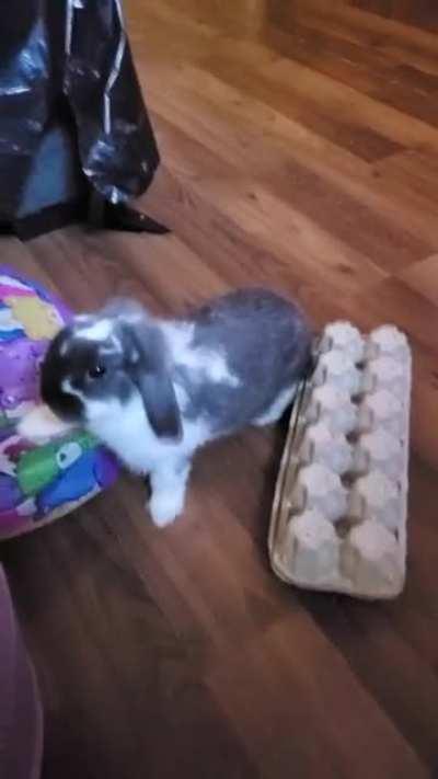 Saw someone on here give their bun an egg carton with treats, this is too good🤣