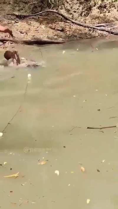 Meet The Electric Eel