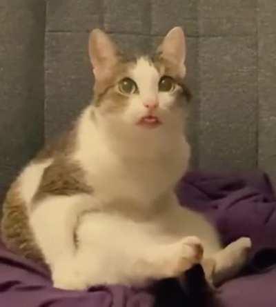 Cat.exe Error_#234552r