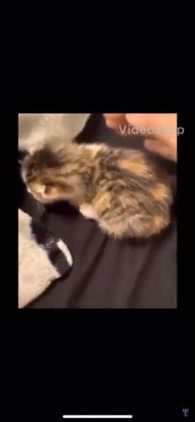 Startled kitten rolls into the cat dimension.