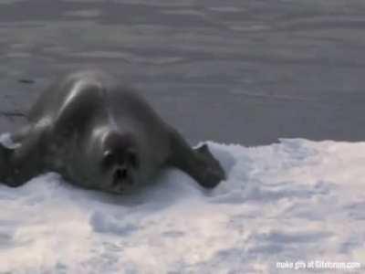 This stealthy orca slowly pulls a massive sea lion into the water