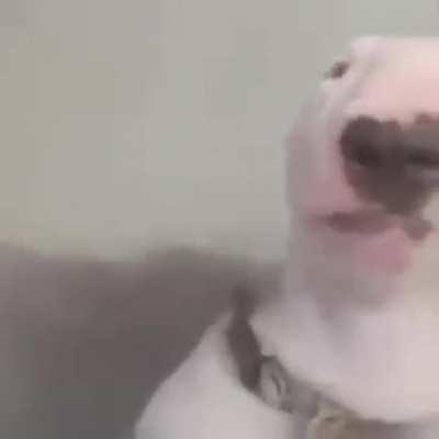 Cachorro BeatBox FDS?