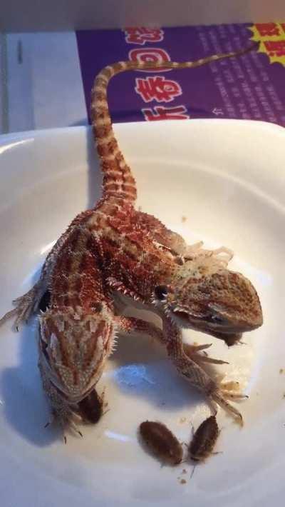 Two-headed Bearded Dragon