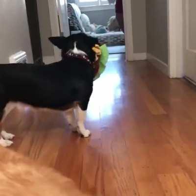 When your only siblings are pups