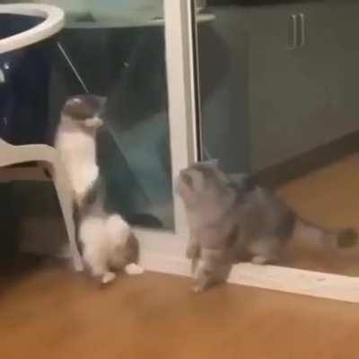 Cat has no follow through