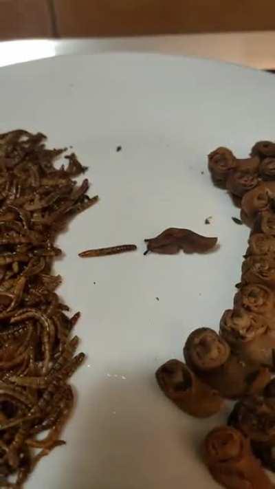 az öt sereg csatája? pff...a Férgek csatája, Bilbó! Az volt a megye legnagyobb csatája a kertek alatt, a dombok mögött a burgonyaföldön