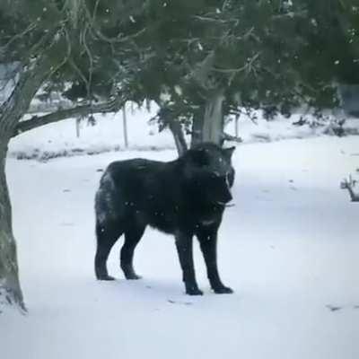 This huge black wolf