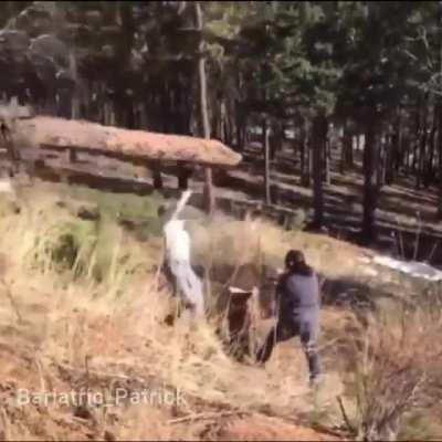 HMFT after I cut down this tree
