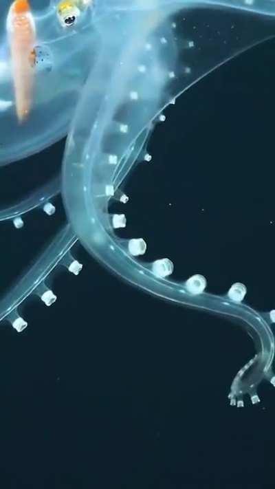 Rare glass octopus with transparent skin | By Schmidt Ocean