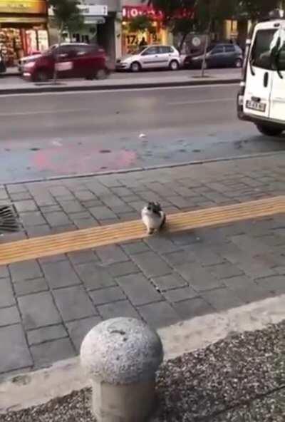 Cat slaps all incoming pedestrians.