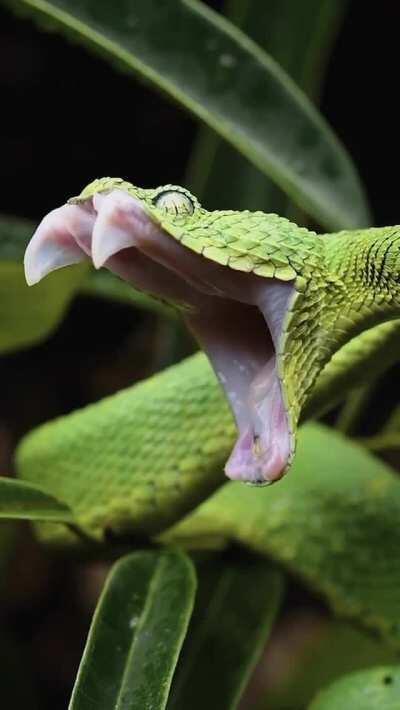 Thanks I hate tired snakes.