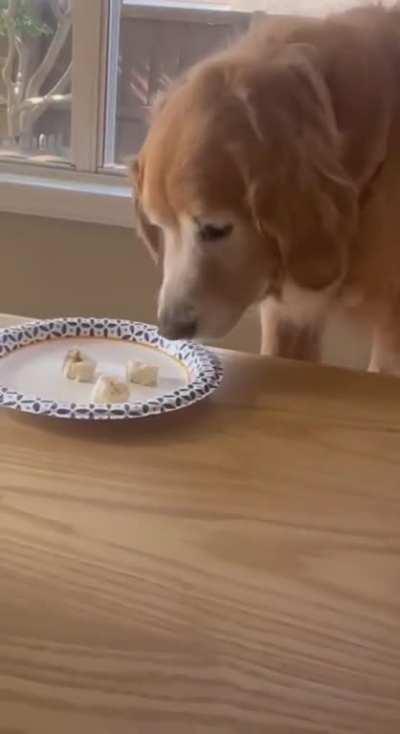 Cute breakfast with the doggo