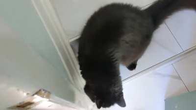 He never fails to welcome me home, even if I was just in the backyard for 10 mins.